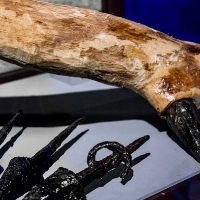 Archeonorico_Dornenkeule